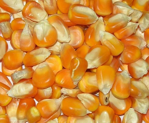 Manufacturers Exporters and Wholesale Suppliers of Yellow Maize Seeds Ahmedabad Gujarat